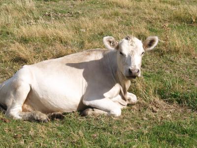 Mooo?
