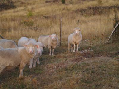 Sheep, demanding more food.
